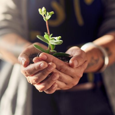 woman holding plant in hands